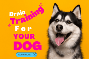 Brain Training for Dogs