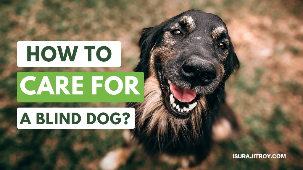 Unlock the Secrets to Blissful Care for a Blind Dog! Expert Tips to Ensure Their Happiness and Well-being. Don't Miss Out!