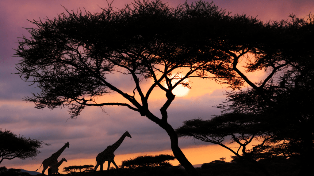 Dive into the heart of adventure! Embark on an African Safari for jaw-dropping wildlife, breathtaking landscapes, and memories that roar to life.