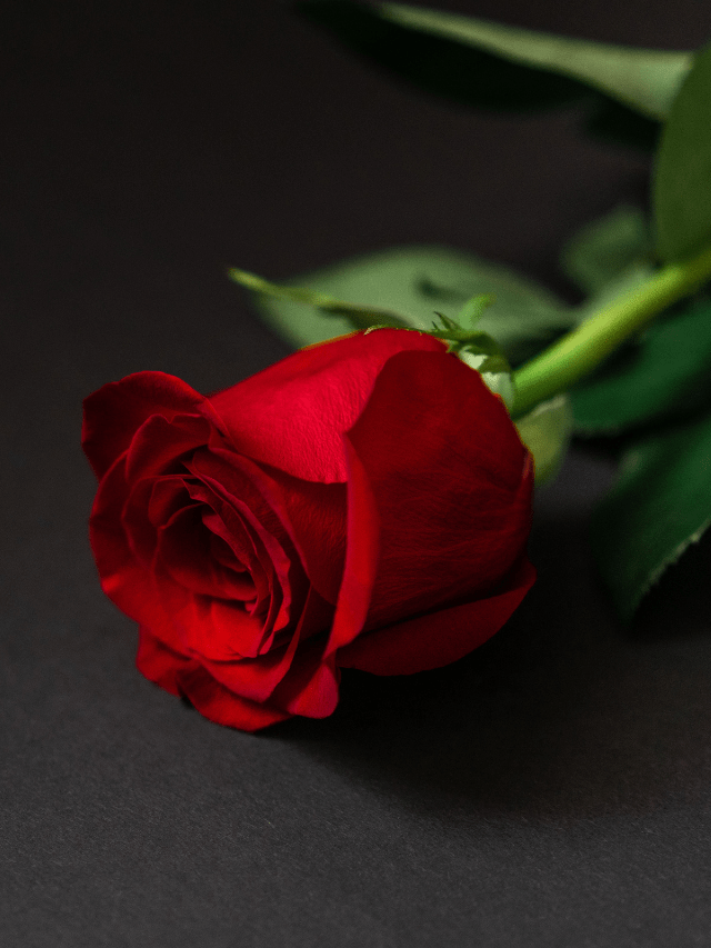 10 Romantic Rose Day Quotes!