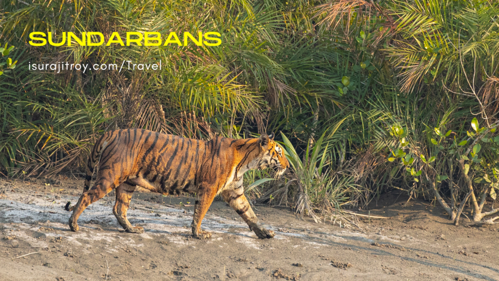 Captivating view of the Sundarbans in West Bengal, India. Dense mangrove forests and tranquil waterways teeming with wildlife.